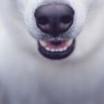 Brushing Dog - selective focus photo of white dog