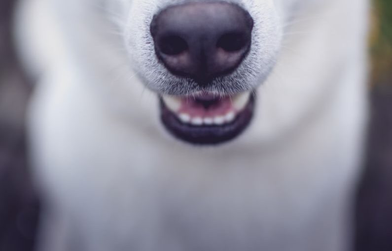 Brushing Dog - selective focus photo of white dog