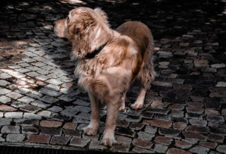 Clipping Dog - adult golden retriever on focus photography