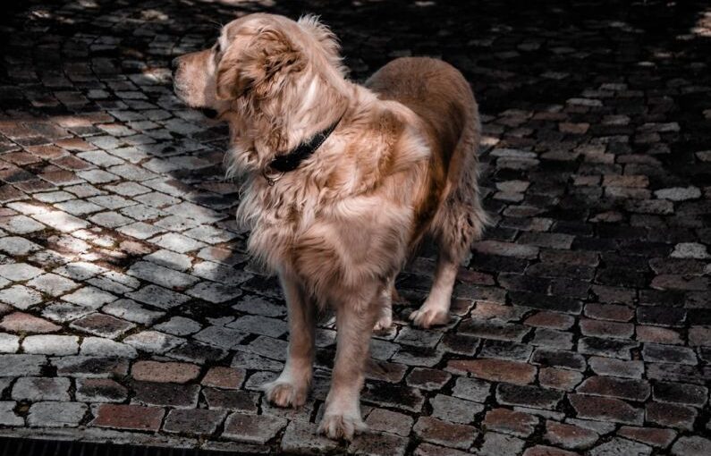 Clipping Dog - adult golden retriever on focus photography