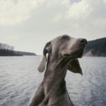 Dog Toothbrush - grayscale photography of short-coated dog