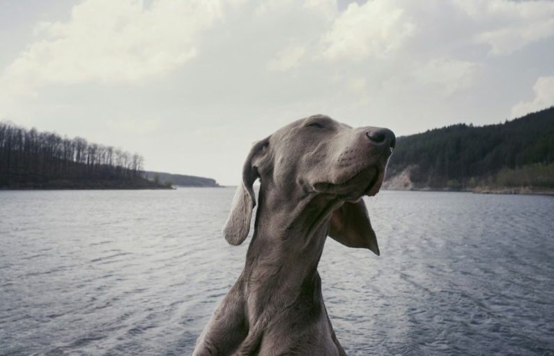 Dog Toothbrush - grayscale photography of short-coated dog
