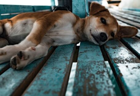 Matting Dog - short-coated tan and white dog lying on teal surface