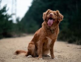 The Role of Grooming in Dog Health