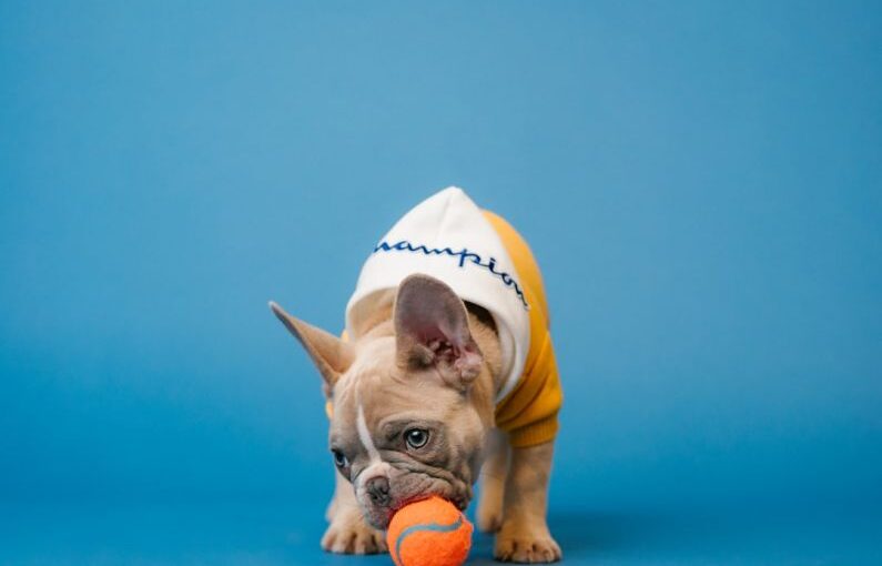 Famous Dog - a small dog wearing a hat and holding a tennis ball