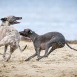 Chasing Tail - black and gray dog on brown sands