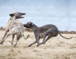Why Do Dogs Chase Their Tails? Exploring Canine Behaviors