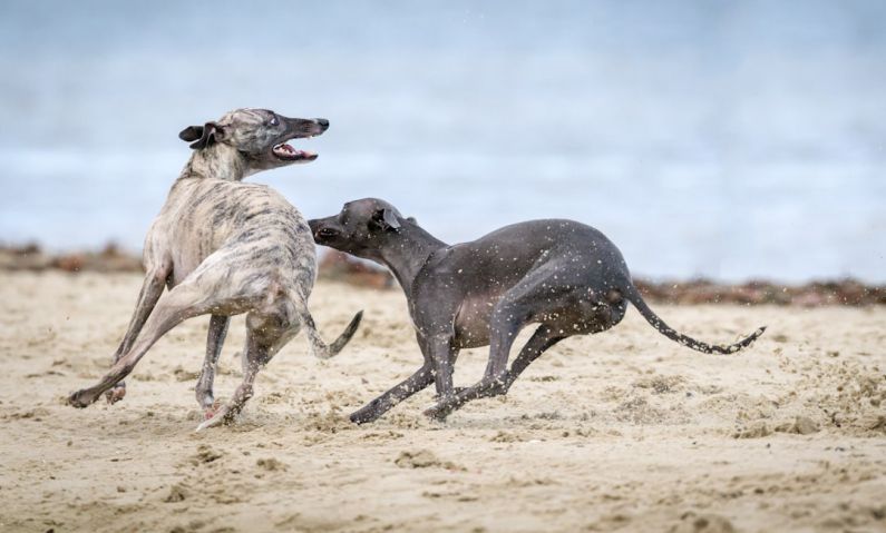 Chasing Tail - black and gray dog on brown sands