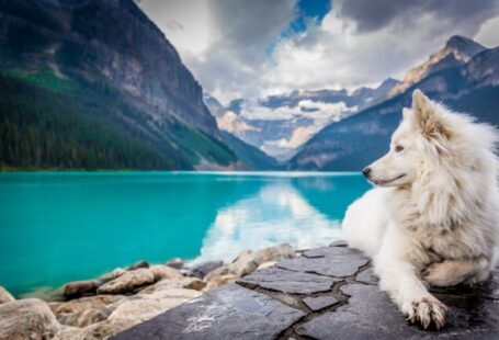 Dog Map - A white dog sitting on a rock formation near a large mountain pond.