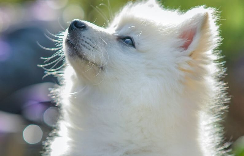 Artistic Dog - white pomeranian puppy in close up photography