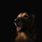 Evolution Dog - short-coated brown dog showing tongue