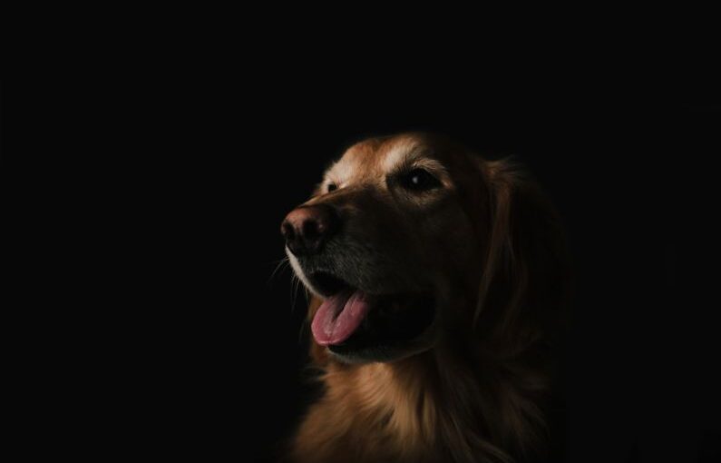 Evolution Dog - short-coated brown dog showing tongue