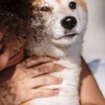 Shiba Inu Smile - Free stock photo of afro, afro hair, at home