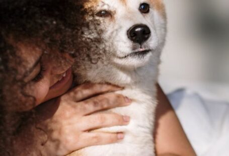 Shiba Inu Smile - Free stock photo of afro, afro hair, at home
