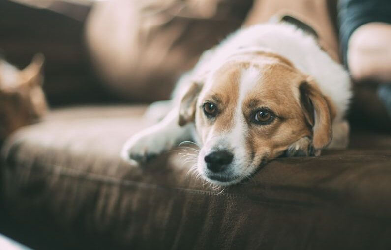 Mythological Dog - selective focused of brown dog lying on sofa