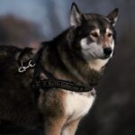 Heroic Dog - selective focus photography of black and white wolf with black dog leash