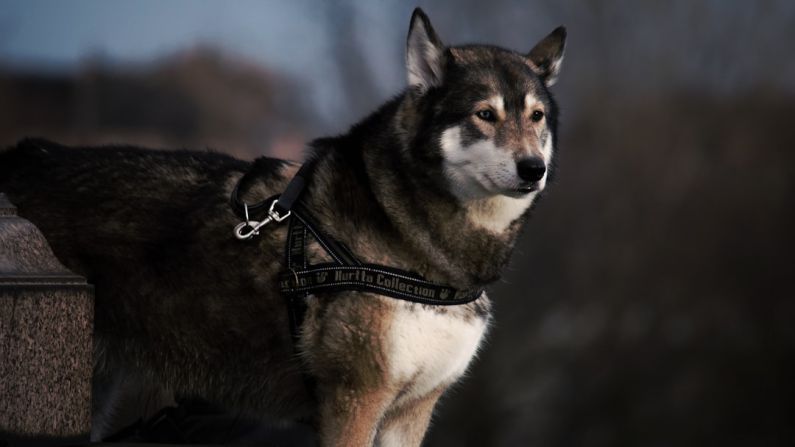 Heroic Dog - selective focus photography of black and white wolf with black dog leash