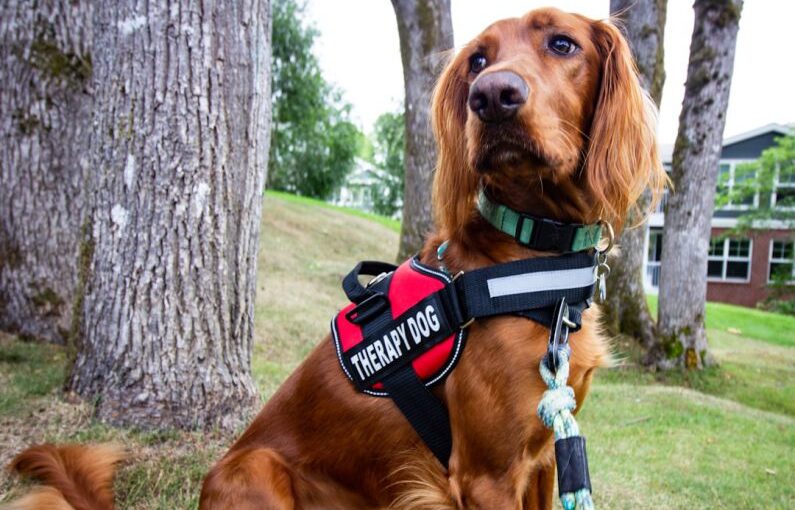 Therapy Dog - brown long coated dog wearing black and red harness