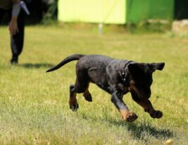 Mastering Basic Obedience: Key Commands Every Dog Should Know