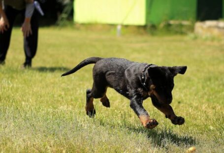 Dog Training - Black and Tan Rottweiler Puppy Running on Lawn Grass