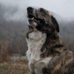 Dog Barking - Short-coated Brindle Dog on Grass Field on Focus Photo
