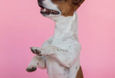 Jumping Dog - Jack Russel Terrier Jumping on Pink Background