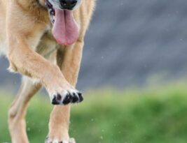 Housebreaking Your Puppy: a Comprehensive Guide