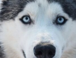Discovering the Siberian Husky: a Winter Warrior