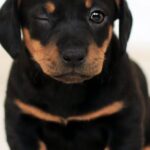 Dachshund Puppy - Winking Black and Brown Puppy