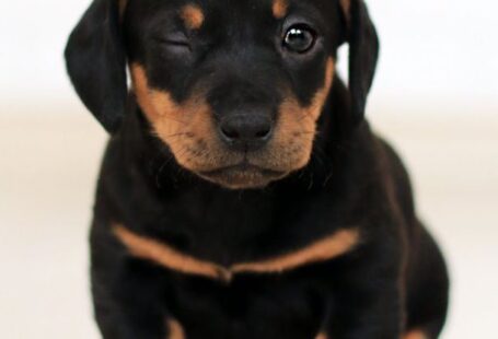 Dachshund Puppy - Winking Black and Brown Puppy