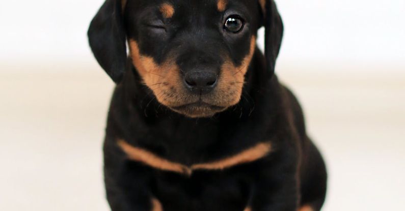 Dachshund Puppy - Winking Black and Brown Puppy