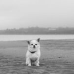 Dog Joints - A black and white photo of a dog on the beach