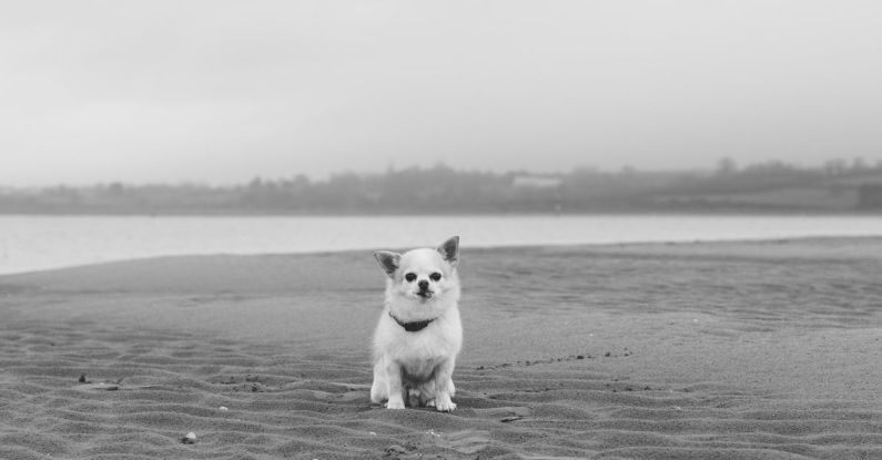 Dog Joints - A black and white photo of a dog on the beach