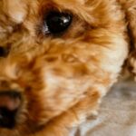 Dog Vaccination - Toy Poodle Lying on a Chair