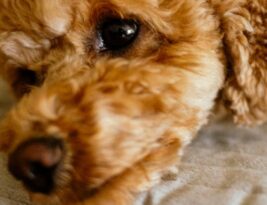 Vaccinations: Protecting Your Pooch from Diseases