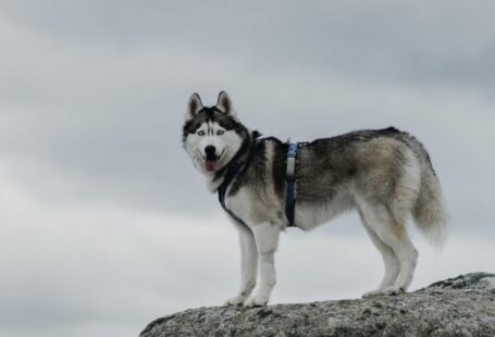 Obese Dog - A husky dog standing on a rock with cloudy skies