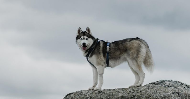 Obese Dog - A husky dog standing on a rock with cloudy skies