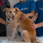 Dog First Aid - A Veterinarian and Two Volunteers Helping a Sick Dog