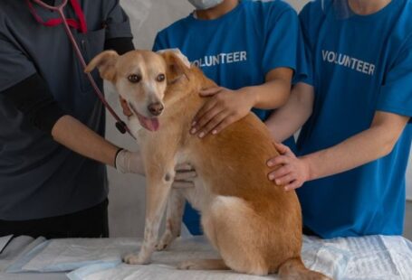 Dog First Aid - A Veterinarian and Two Volunteers Helping a Sick Dog