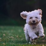 Flea Tick Dog - shallow focus photography of white shih tzu puppy running on the grass