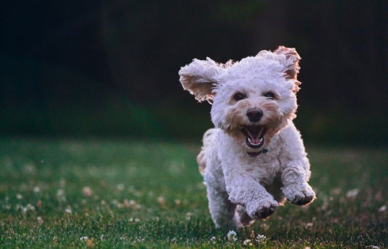 Flea Tick Dog - shallow focus photography of white shih tzu puppy running on the grass