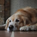 Senior Dog - brown and white long coated dog lying on floor