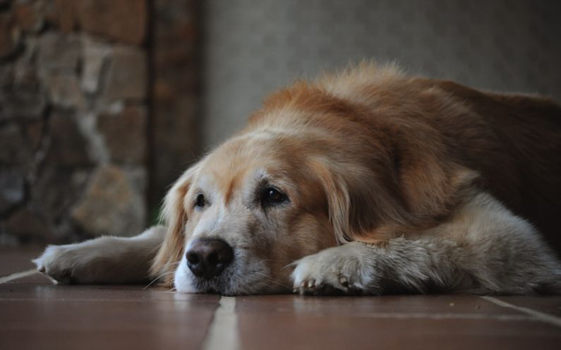 Senior Dog - brown and white long coated dog lying on floor