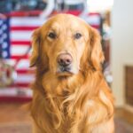Dog Supplements - selective focus photography of golden Labrador retriever