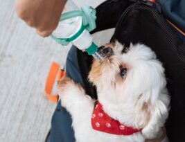 Hydration Hints: Ensuring Your Dog Drinks Enough Water