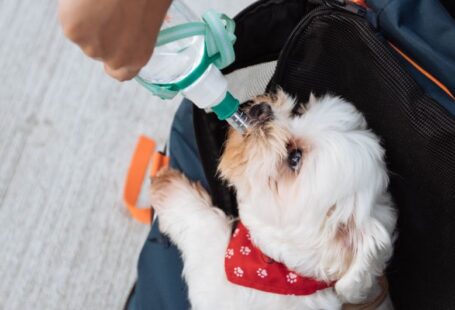 Dog Drinking - person holding green water dispenser with dog drinking on it