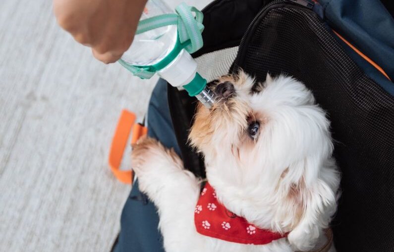 Dog Drinking - person holding green water dispenser with dog drinking on it