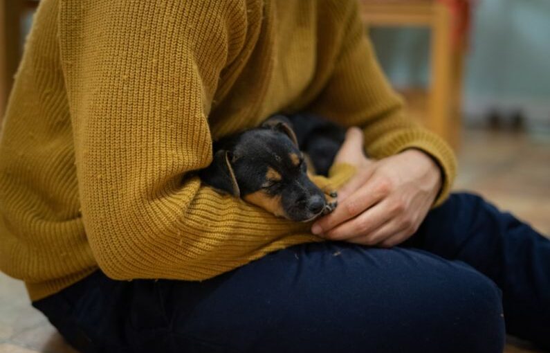 Puppy Sleeping - a person holding a dog