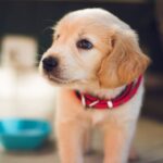 Puppy Socialization - selective focus photography of short-coated brown puppy facing right side