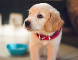 The Importance of Early Socialization for Puppies